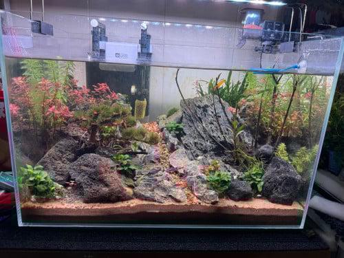 Aquarium tank aquscape real plants 60x35x40 all are include