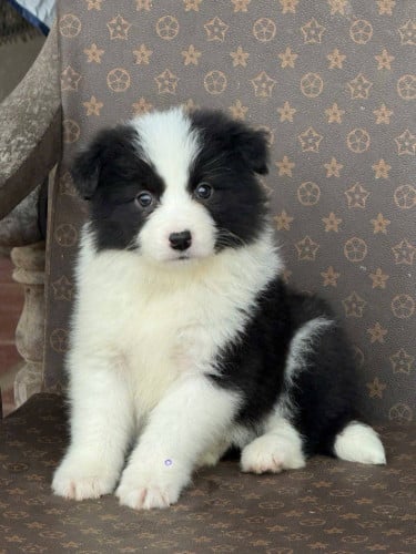 Border collie