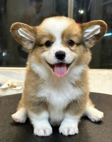 Corgi