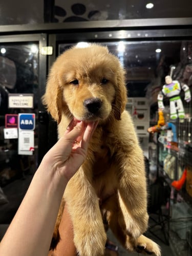 Golden retriever( boy&girl instore)