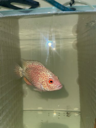 kML GB ភាគរយញី ច្រើន