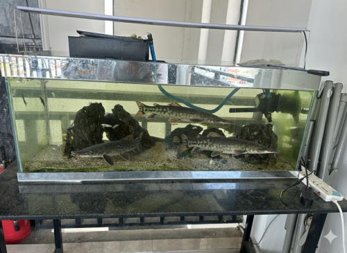 Moving Sale: 2 Full Aquarium Sets (Large 1.2m + Desktop 45cm) – Fish Included!