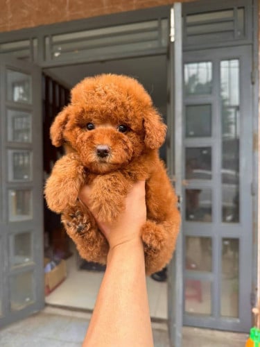 Poodle 180$
