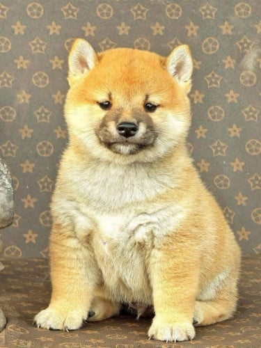 Shiba