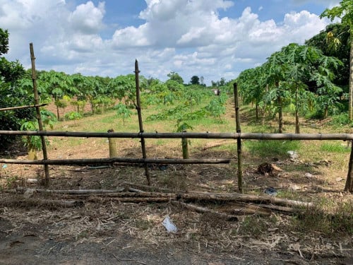 ដីចំការលំហែល