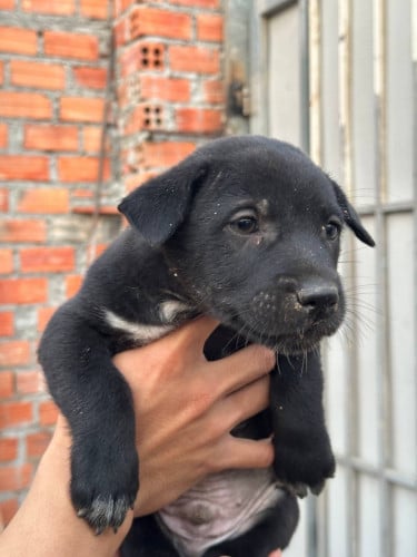 កូនឆ្កែតឿកាត់អាជ្រួញ