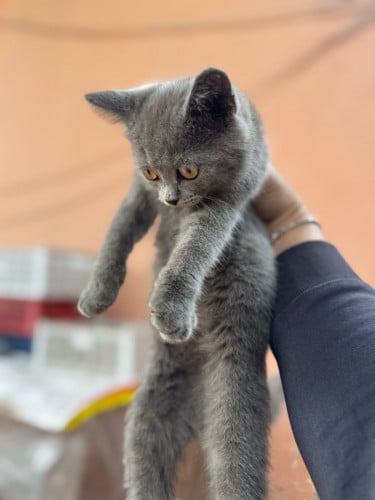 ចែកកូនឆ្មាពូជសុទ្ធ​ British shorthair