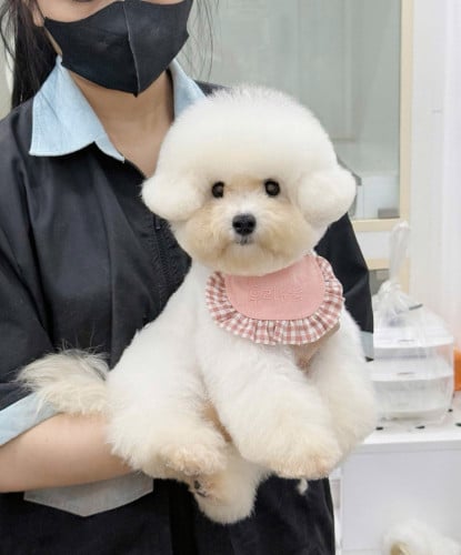Bichon