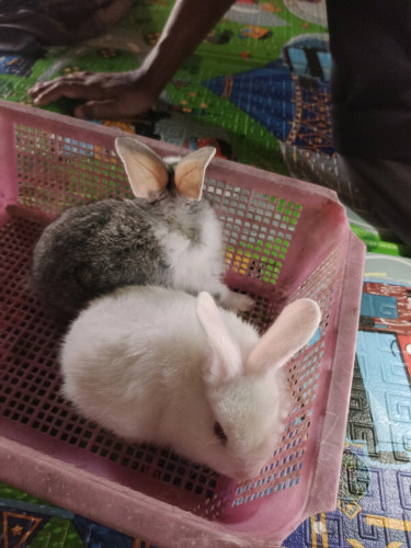 កូនទន្សាយមានញីមានឈ្មោល