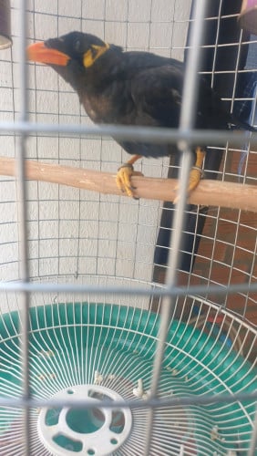 មាឌធំ ចំពុះកោង