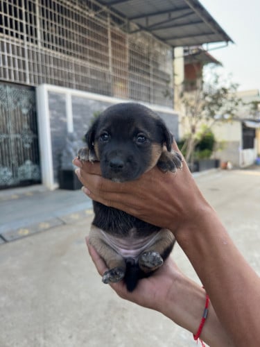 កូនឆ្កែកាត់