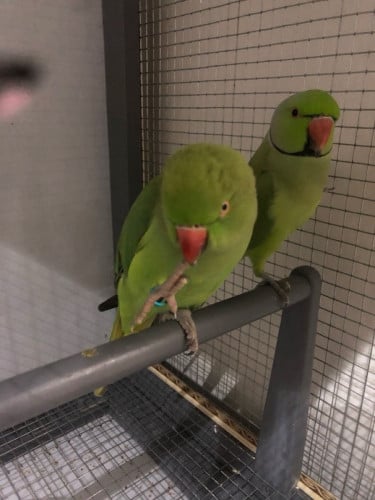 កូនសេក Ringneak ១គូរ តម្លៃអាចចរចារបាន