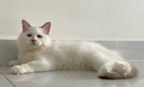 Ragdoll Blue Bicolor 蓝双布偶