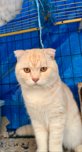 Scottish Fold ear cat male