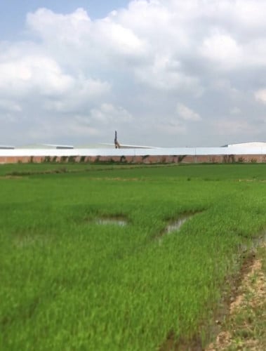 ដីលក់ជាប់រោងចក្រស្បែកជើង ក្បែរផ្លូវក្រវាត់ក្រុង៣ ស្រុកកៀនស្វាយ