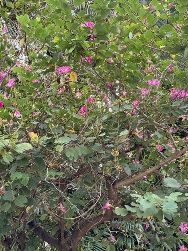 ដីលក់អាចសង់បឹងកាឡូ សង់ផ្ទះលំហែ ឬជួលឱ្យបរទេស