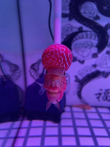 ឡហាន ក្រហម ក្បាលធំមូលល្អ