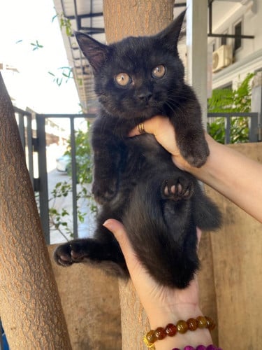 ជើងខ្លី