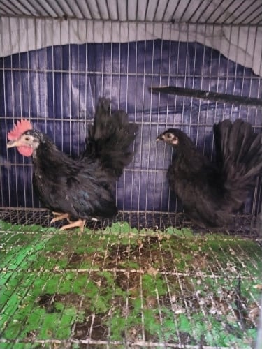 លក់មាន់រាសី ១គូ