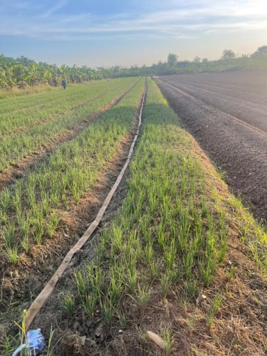 ដីចំការសម្រាប់លក់