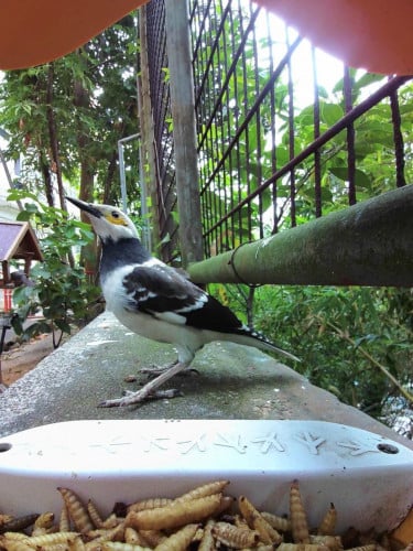 ក្រលីងក្រឡូង ចេះនិយាយស្រាប់ 1គួរ