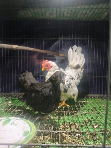 លក់មាន់រាសី 1គូ