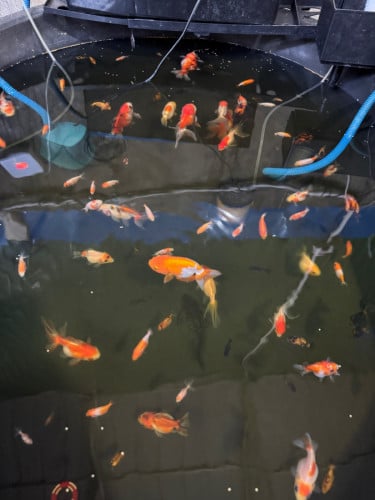 ត្រីកន្ទុយ៣ និង ៧ពណ៌ លក់ម៉ៅទាំងអស់ 100$