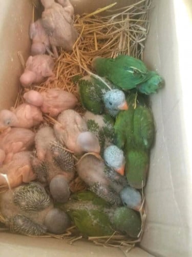 កូនសេកសកប្រភេទចេះនិយាយ