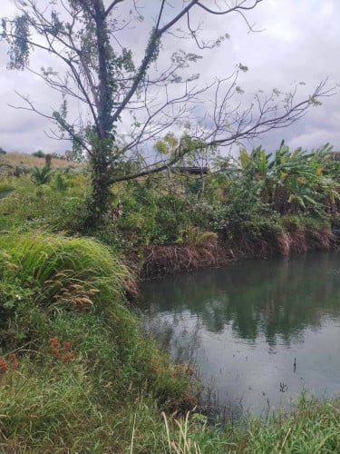 ផ្ទះនិងចំការលក់បន្ទាន់