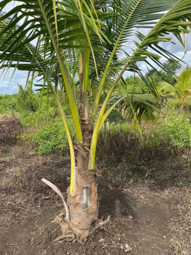 ផ្ទះនិងចំការលក់បន្ទាន់