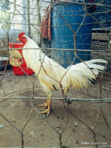 កូនបង្កាត់មេអំបៅជើងកាកអំ់ពៅ 2.7 គីឡូក្រាម