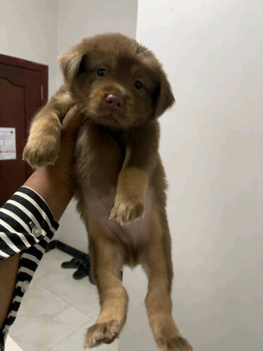 កូនកាត់ សាម៉ូវ តម្លៃ 50$