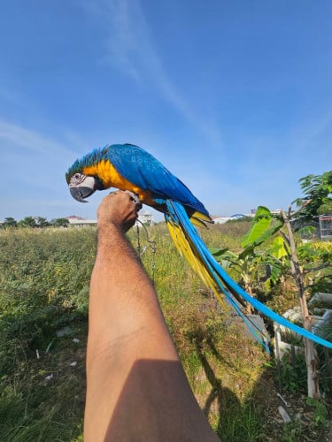 Blue and Gold Macaw