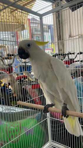 Cockatoo Troton Parrot