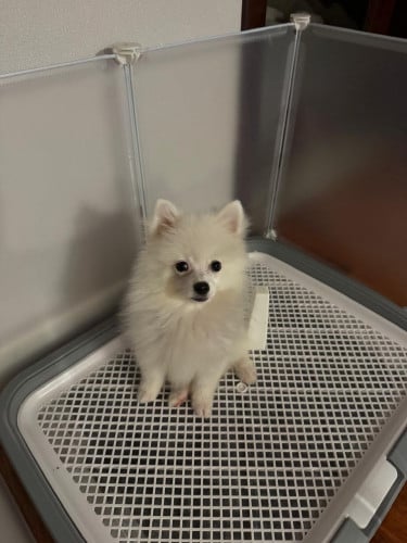 White Pom , Free all his stuffs, full training.