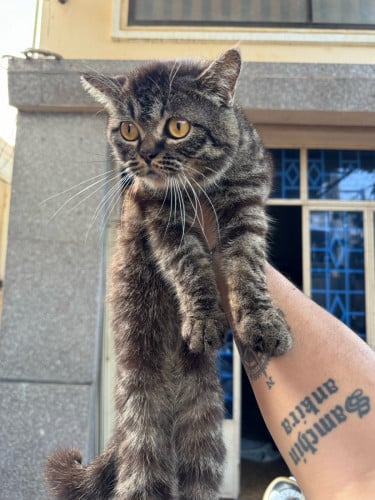 ចែកឆ្មាឈ្មោលពូជកាត់​