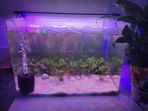 Bend glass tank 50cm