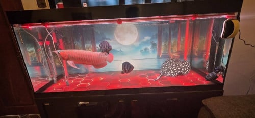 Sell 1 Set, Arowana, Stingray, Tiger Datz