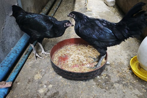 ក្រមុំ ពេរ៉ូ វៀតណាមមួយគូរ