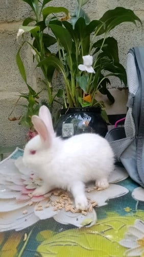 កូនទន្សាយស្អាតៗ លំអរសួន ចម្ការ លេងជាមួយក្មេងៗ មានលក់មេ បា បង្កាត់ពូជ 