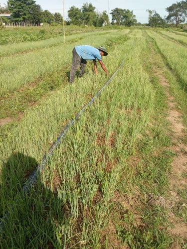 🌾 ដីល្អ ឱកាសល្អ សម្រាប់វិនិយោគ ឬធ្វើកសិកម្ម 🌾