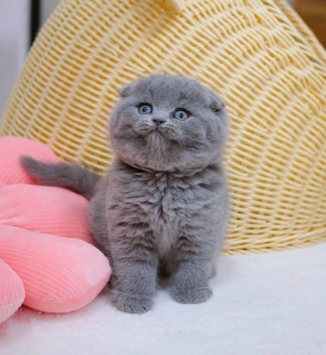 Scottish fold