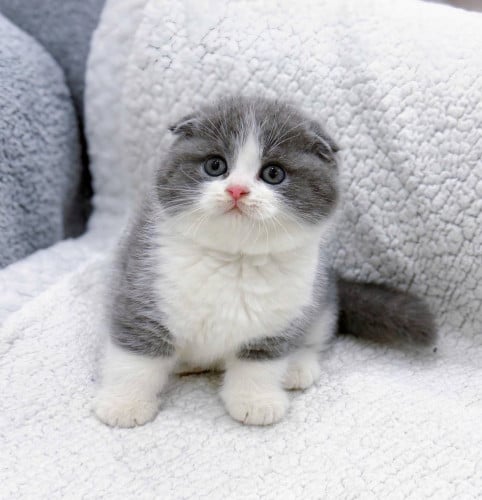 Scottish fold