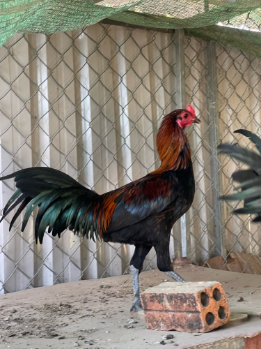 មាន់លក់