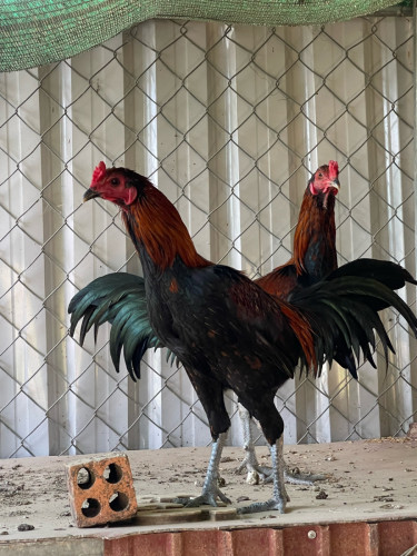 មាន់លក់