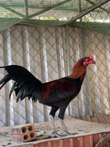 មាន់លក់