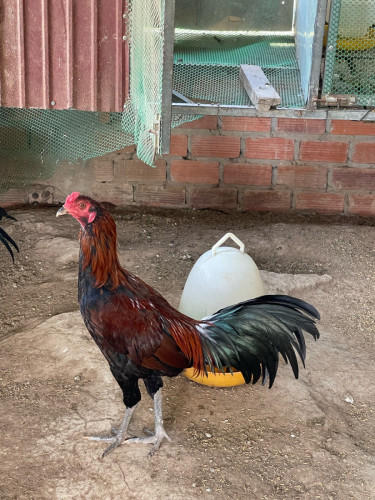 មាន់លក់