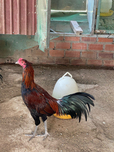 មាន់លក់