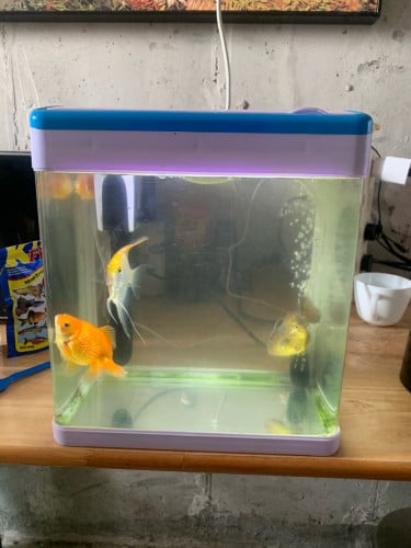 ទូរត្រី