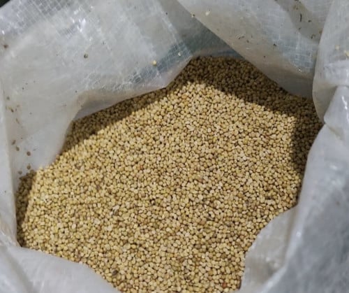 ចំណីសេក